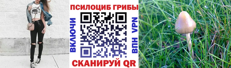 кракен как войти  Высоковск  Галлюциногенные грибы ЛСД 